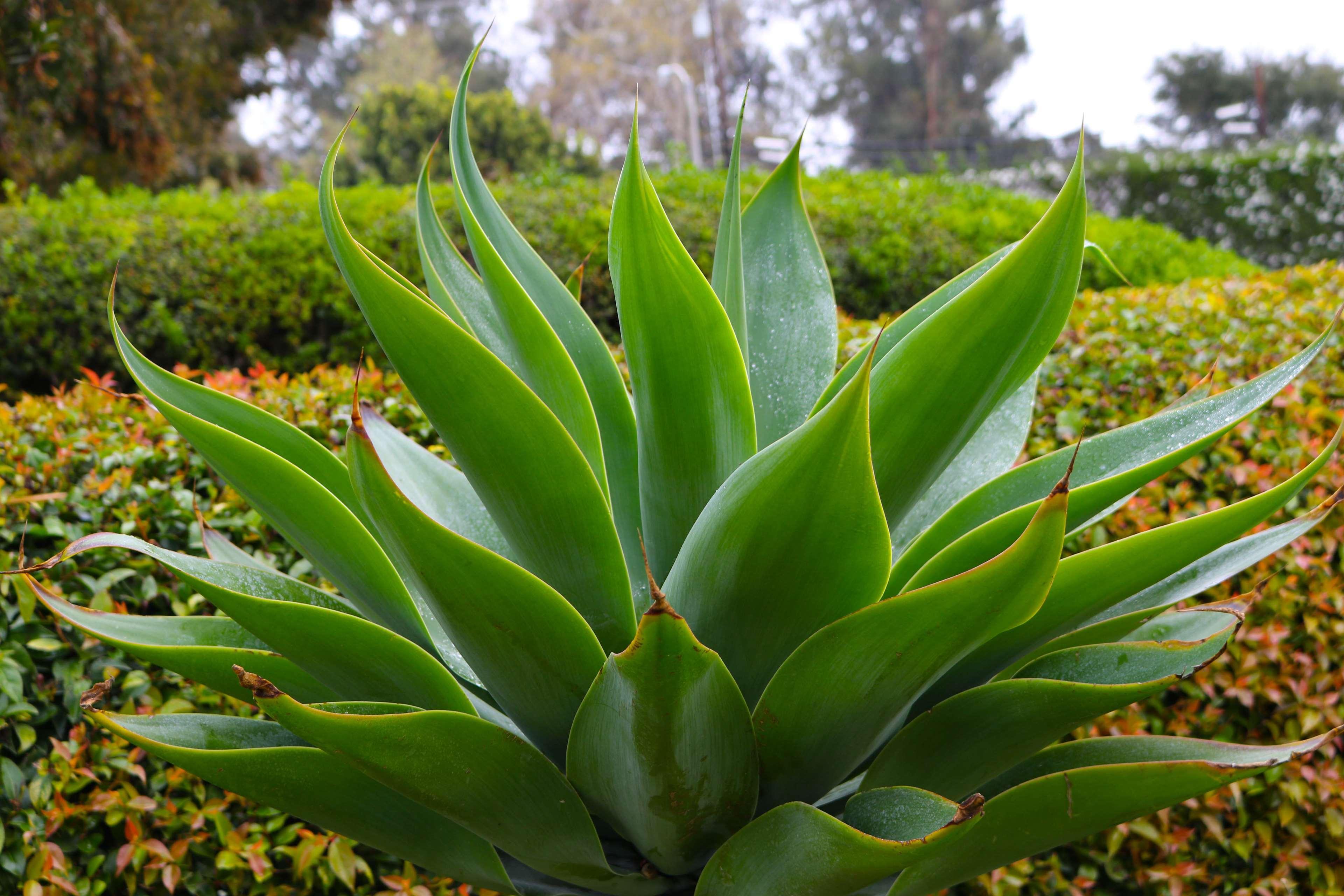 Best Western Plus South Coast Inn Santa Barbara Exterior foto